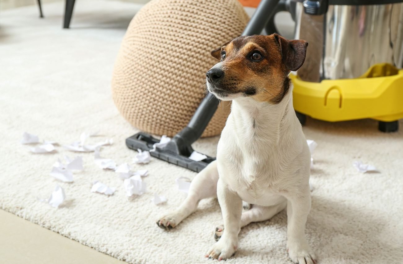 Trusted Pet Stain Removal Experts in LA A dog rests on the floor next to a vacuum cleaner, highlighting a pet mess removal service in Los Angeles, CA.